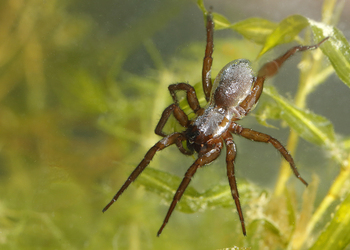 Wasserspinne (Argyroneta aquatica) - © Gernot Kunz